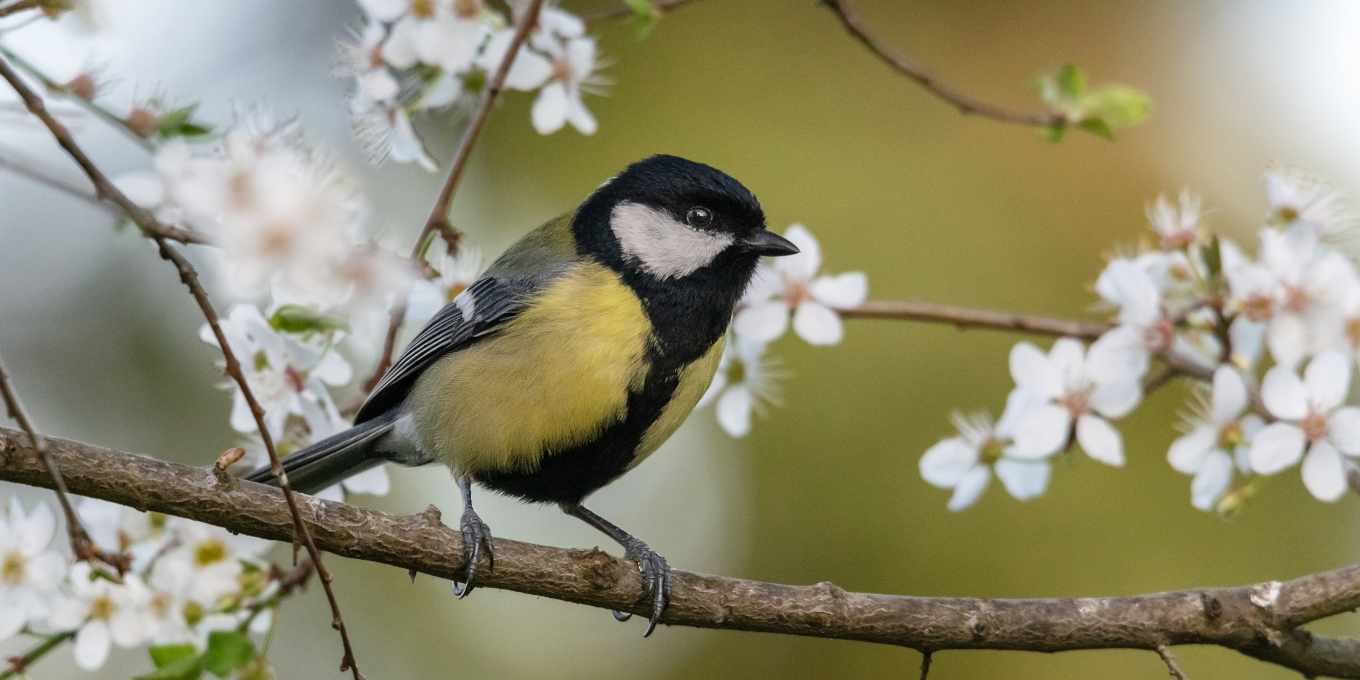 Mésange charbonnière (Parus major)